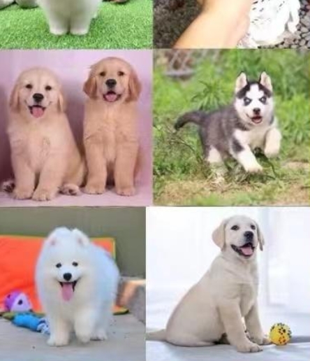 抚州崇仁大型犬舍出售腊肠犬健康无忧 